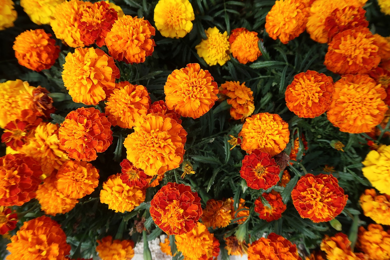 Growing French Marigolds from seed is easy