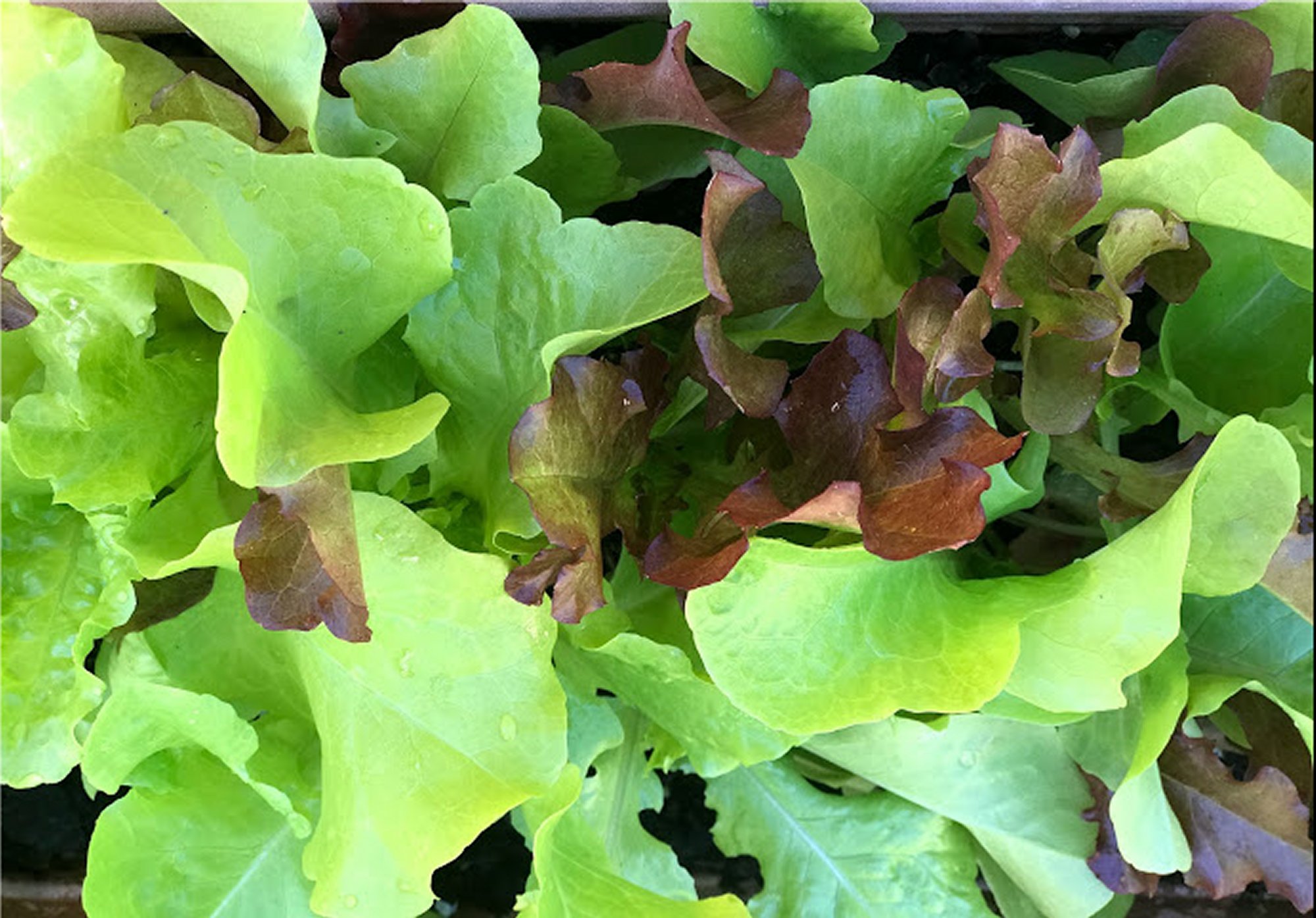Grow Lettuce in Florida