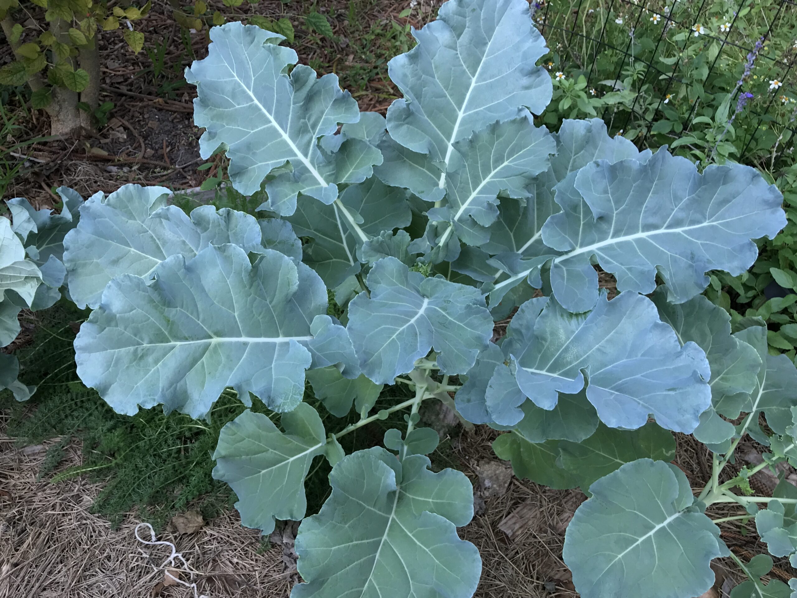 December Florida gardening in cooler weather