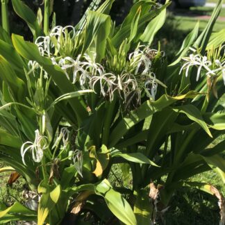 crinum lily plant