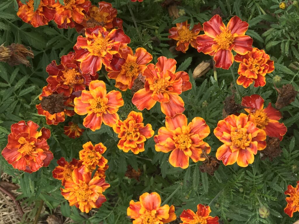 Growing French Marigolds adds cheer to your garden