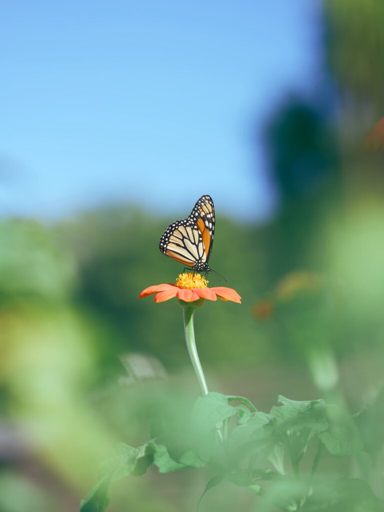 Growing Mexican Sunflower attracts butterflies and bees to the garden