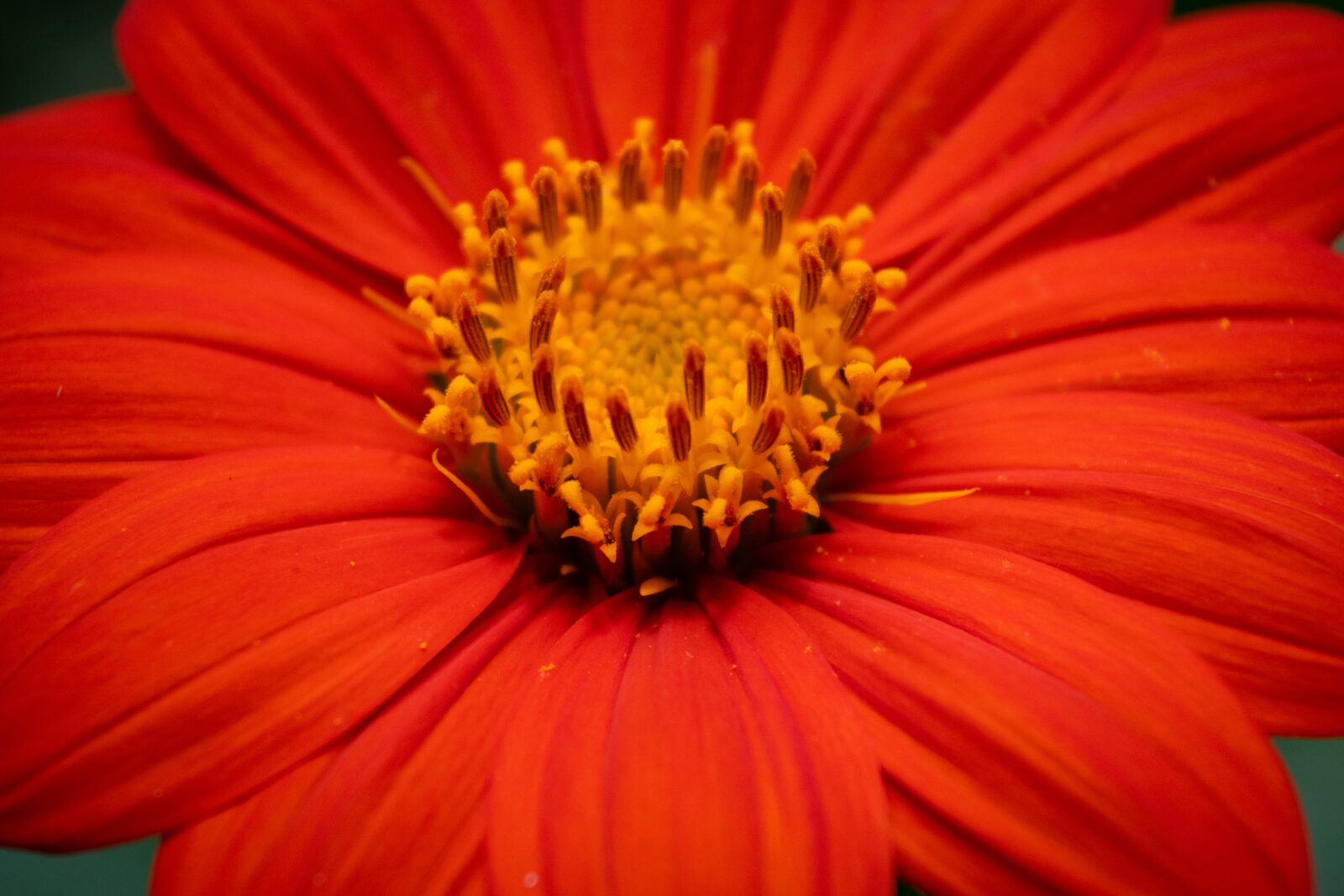 Growing Mexican Sunflower from seed