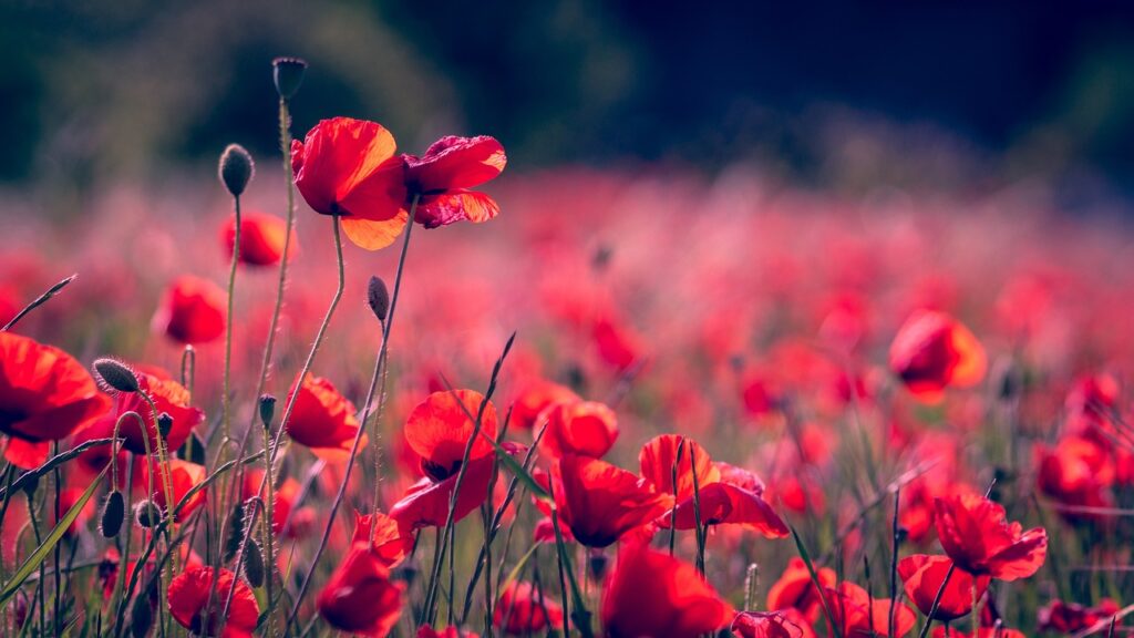 Growing red poppy from seed produces a swath of glorious red blooms