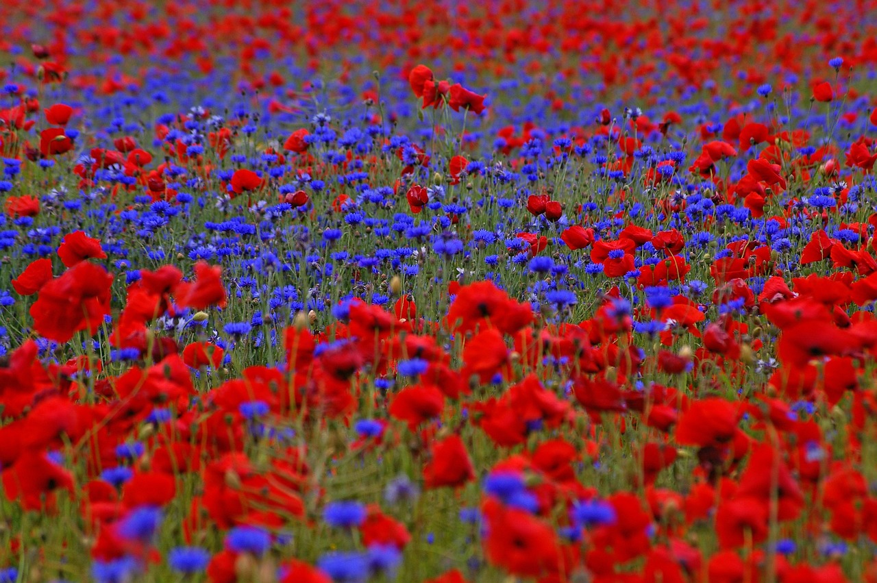 Learn how to grow red poppy from seed