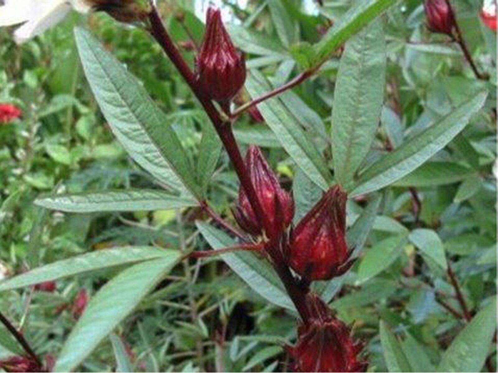 Growing Roselle from seed is not easy