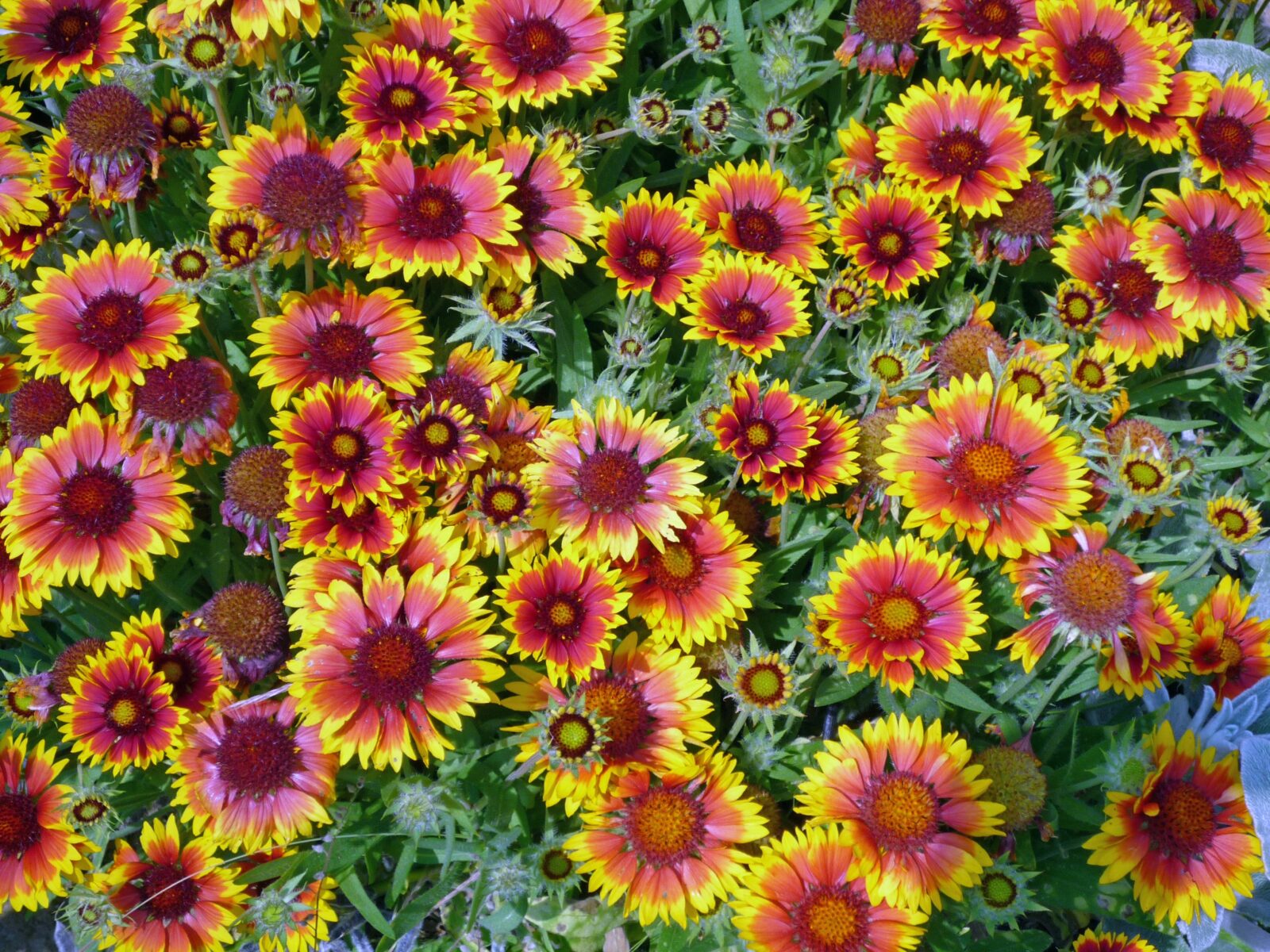 growing blanket flower from seed is easy