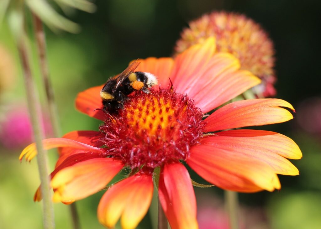 growing blanket flower from seed means happy bees
