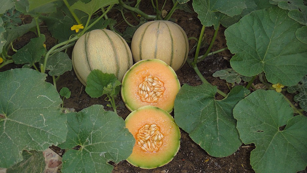 growing melons from seed