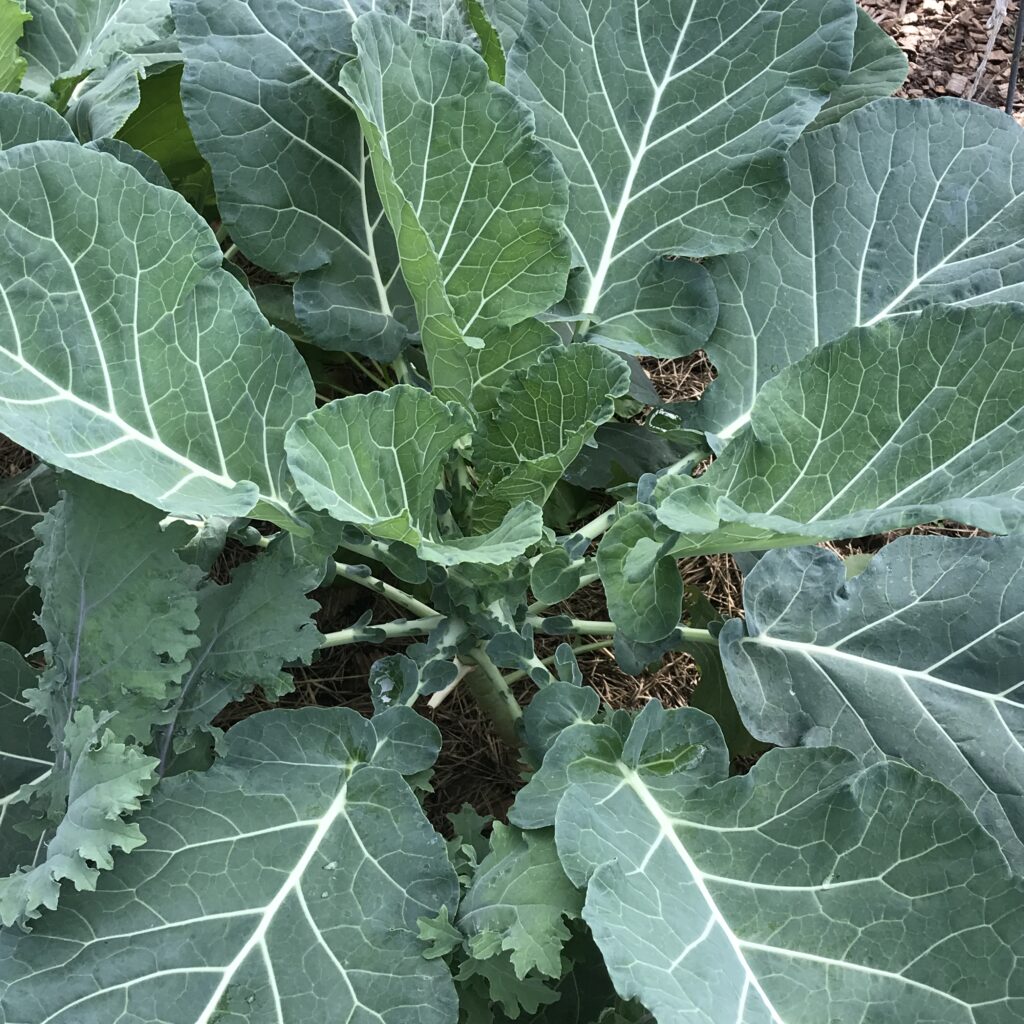 The best time to start a vegetable garden for collards is from fall through late winter