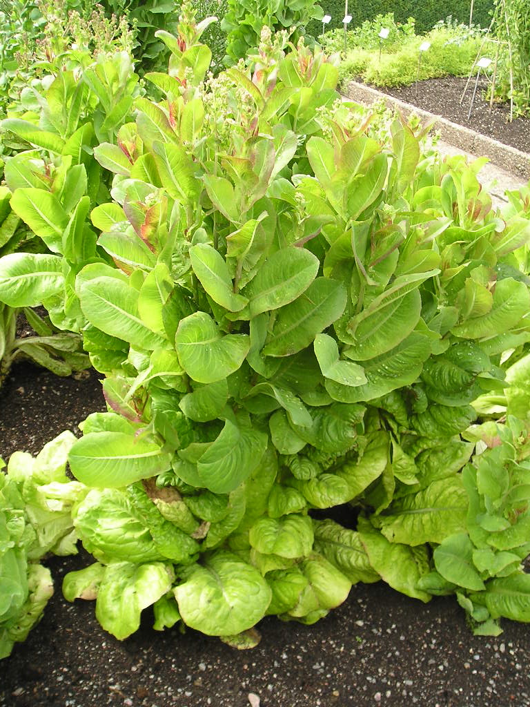 Romaine Lettuce can bolt when the weather gets too hot. 