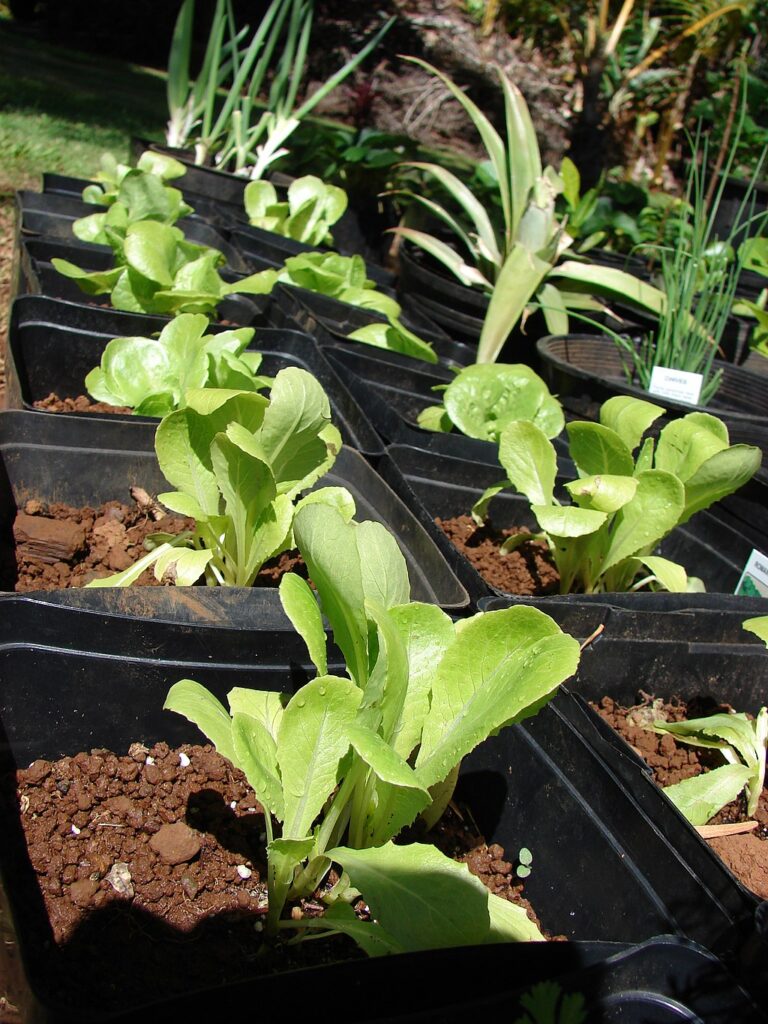 Grow romaine lettuce in pots before planting outdoors to extend your harvesting season