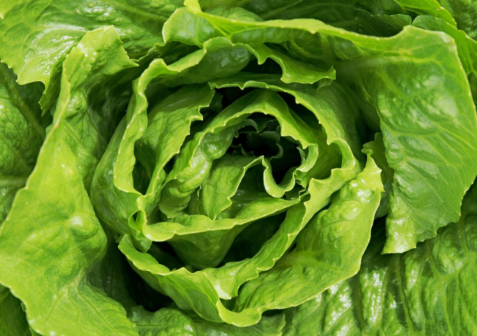 Learn to Grow Romaine Lettuce from Seed