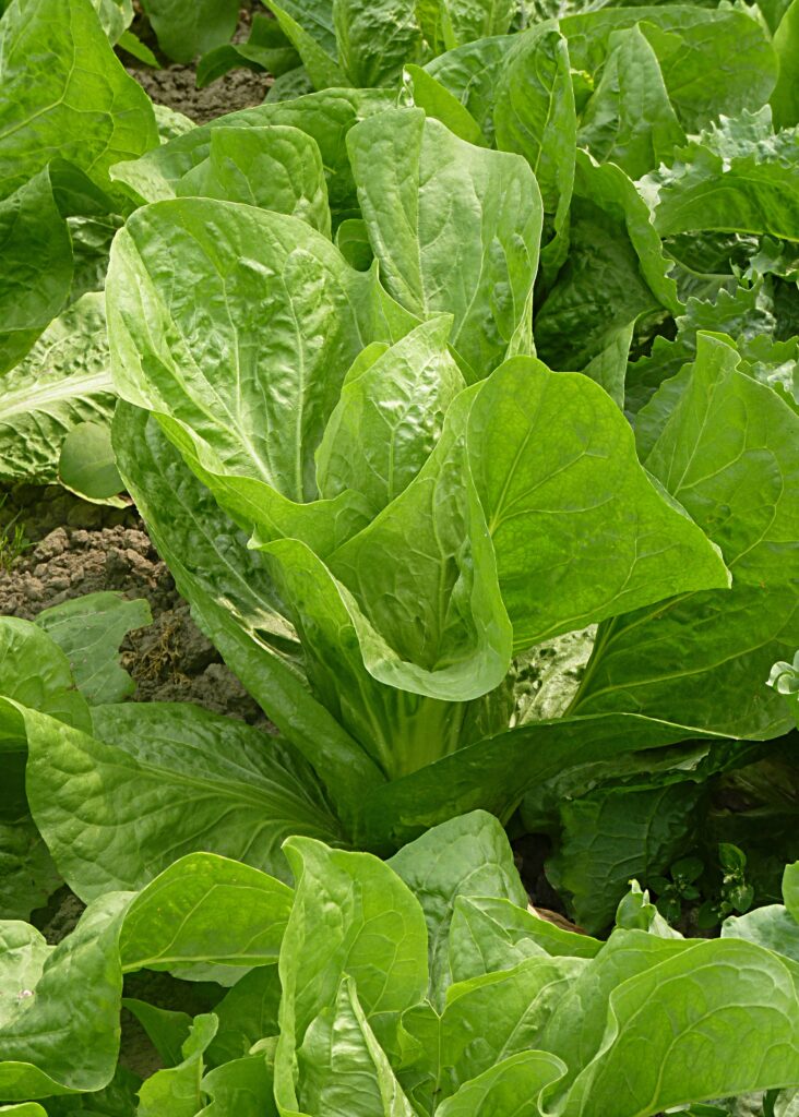 When you grow romaine lettuce, you can harvest as heads or only remove the outer leaves as they mature