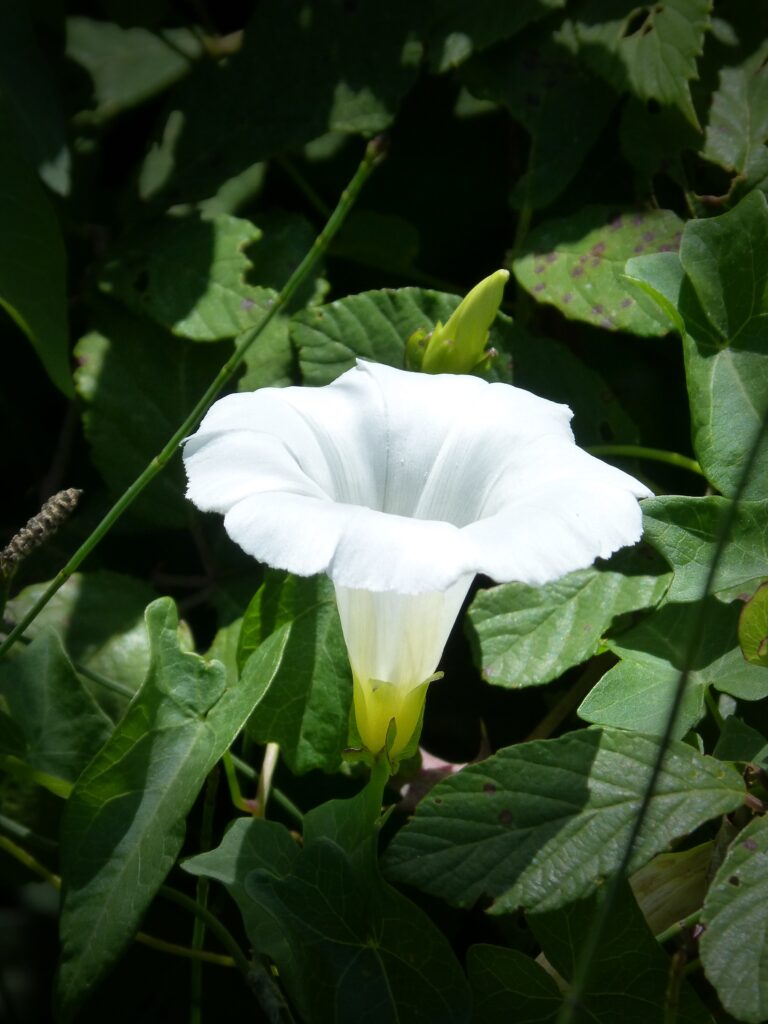 Growing moonflowers from seed is relatively easy and straightforward.