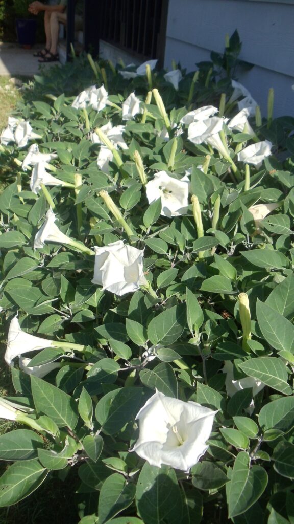 Pinching back your growing moonflowers ensures a bushier plant