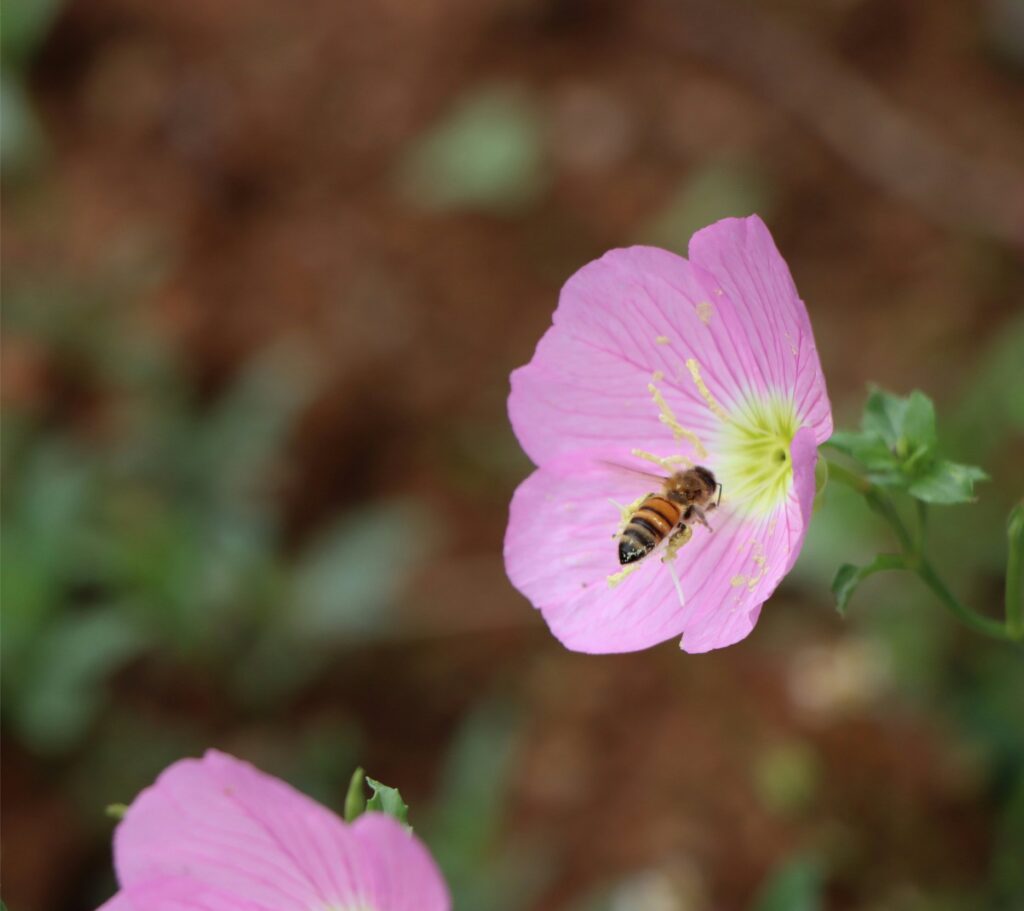 Showy Evening Primrose flower with bee
