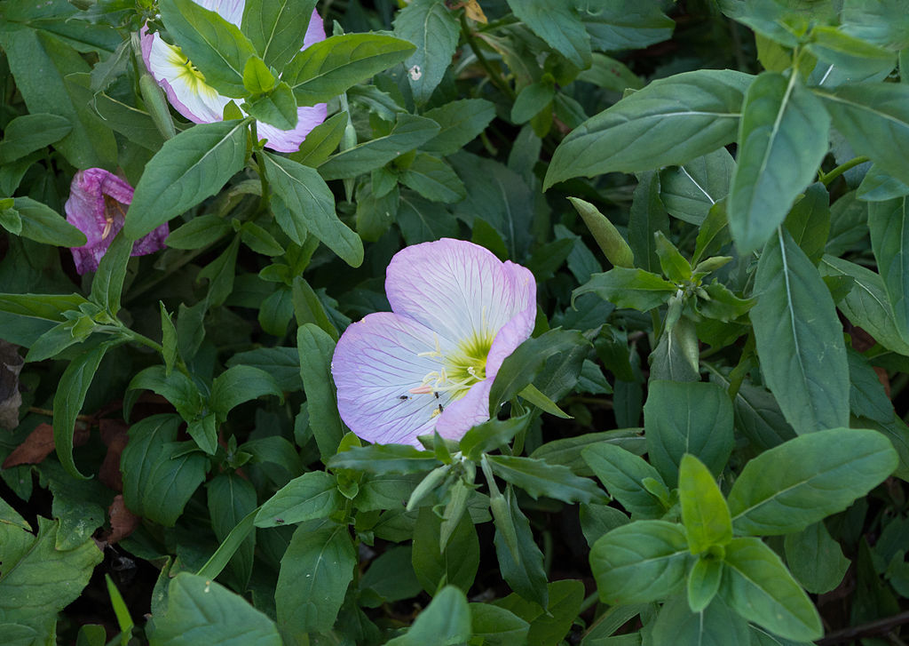 Showy Evening Primrose flower and foliage