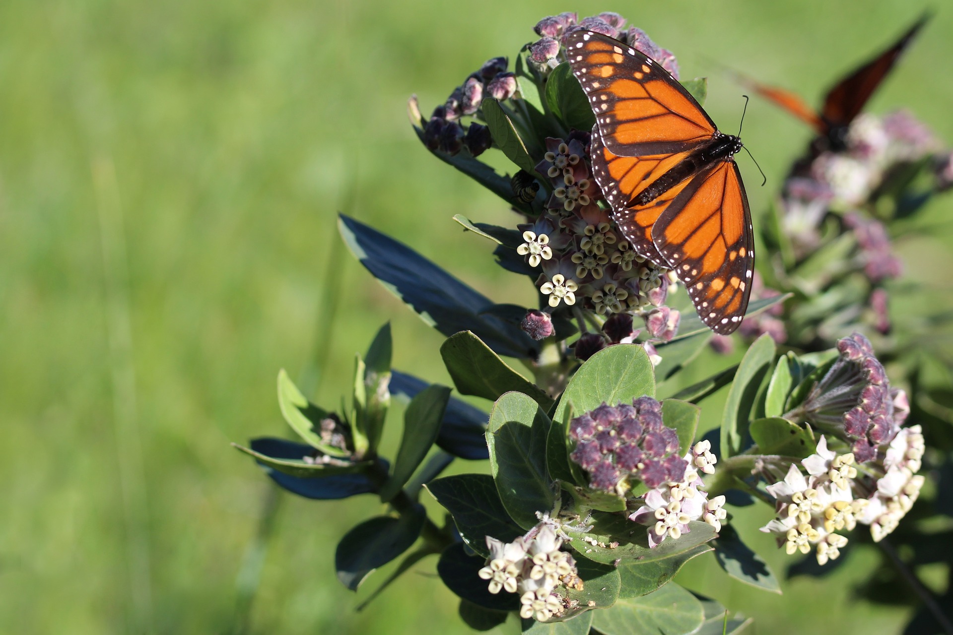 Milkweed plant with butterfly