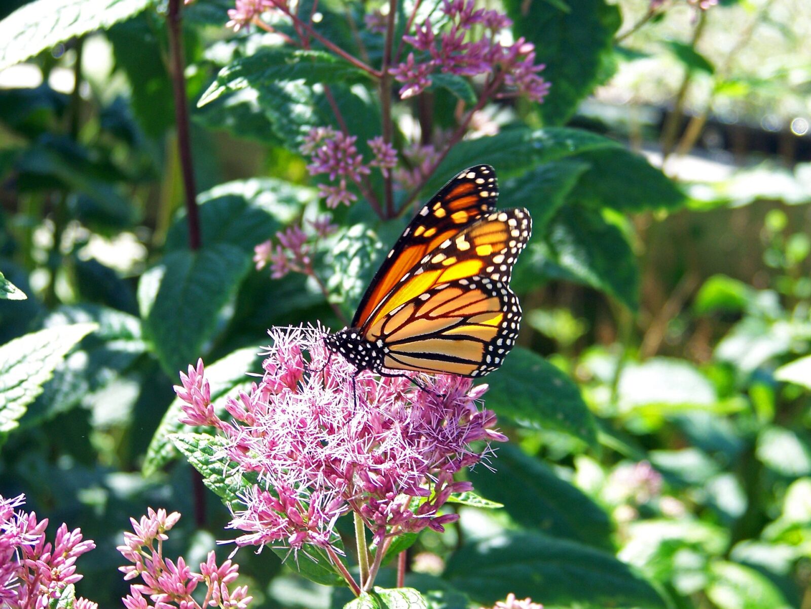 Swamp milkweed - one of Florida Native Plants for butterflies