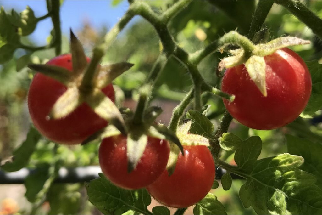 Everglades tomatoes
