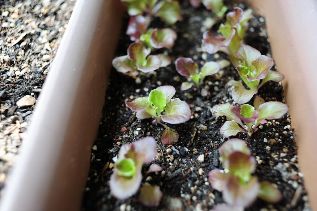 Growing lettuce in containers in Florida gardens