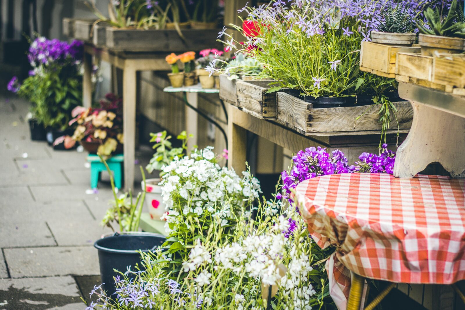 heat resistant container plants