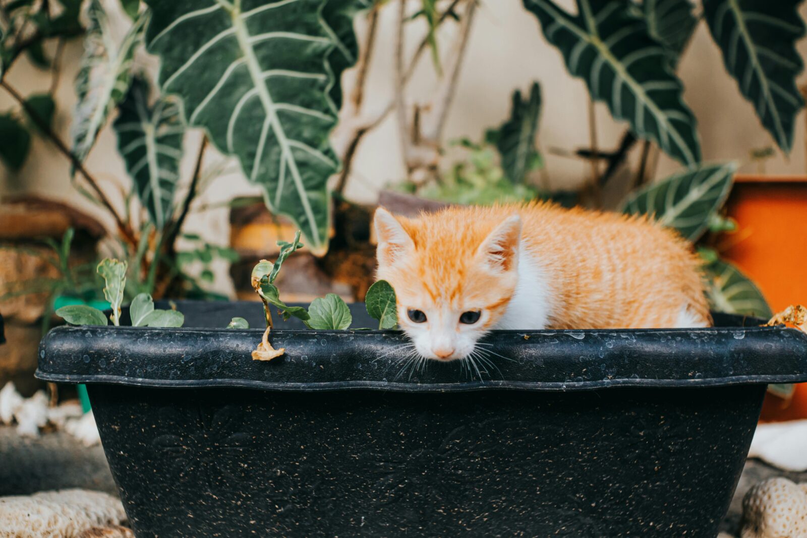 kitten examining a containers for Florida gardens