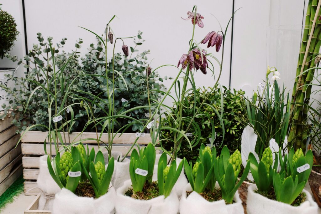 Florida container garden with flowers and bulbs