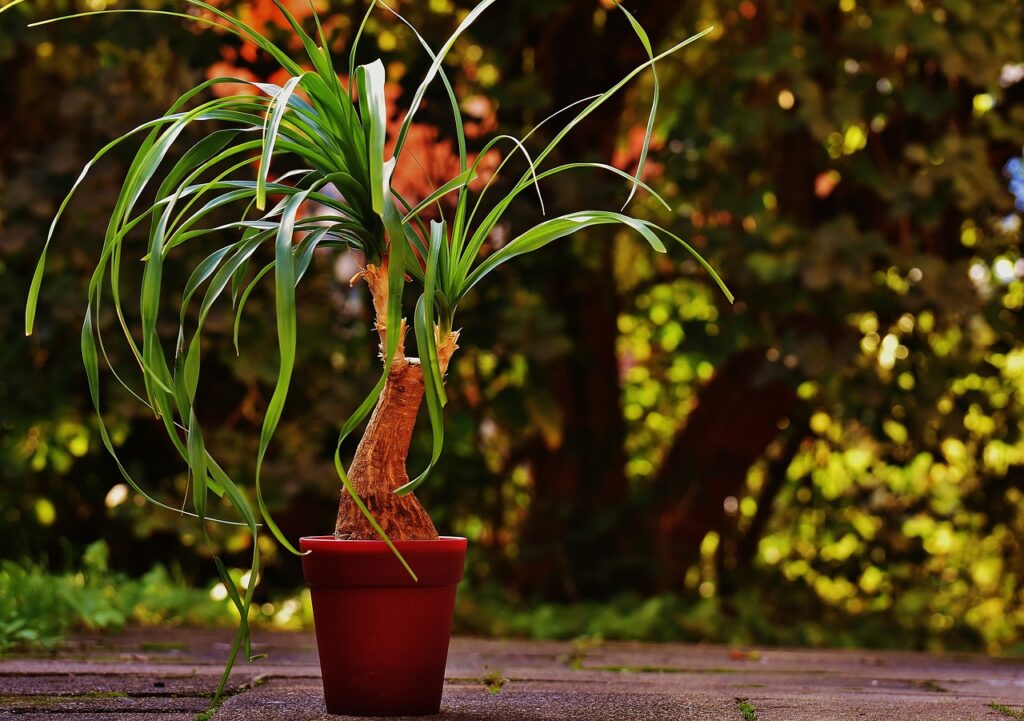 Growing native tropical plants in a container garden