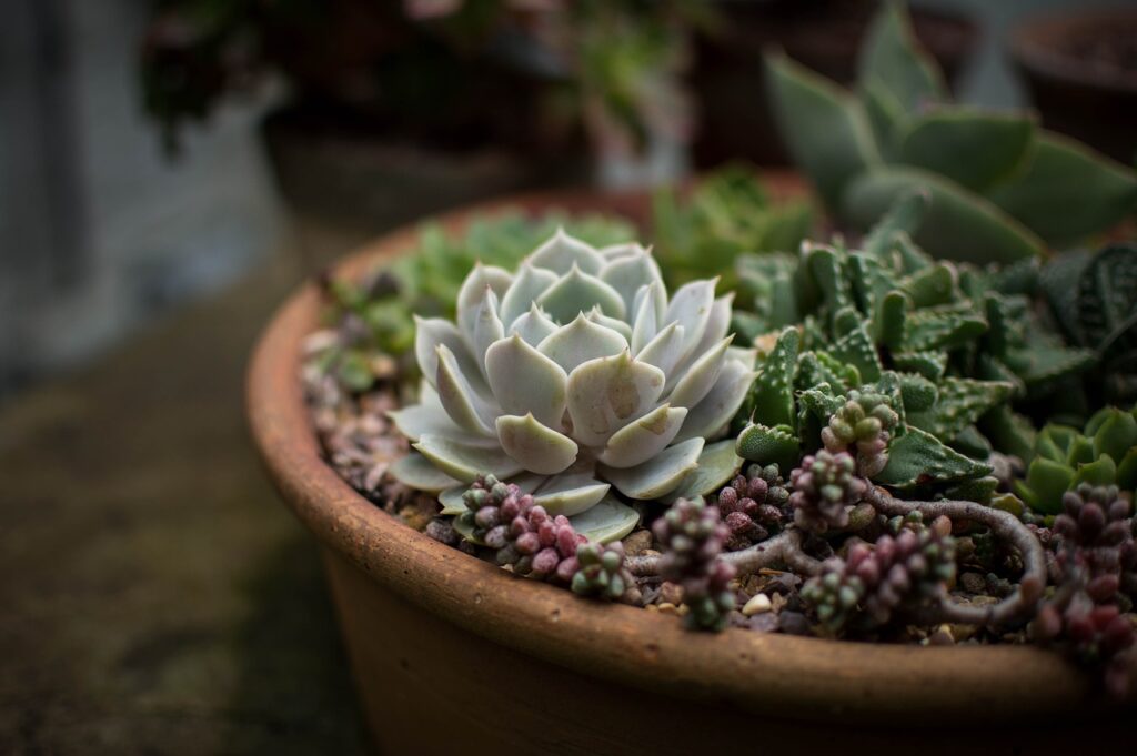 Container full of succulent plants