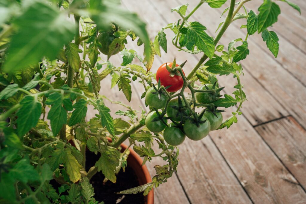 Tomatoes are the perfect plant for Florida container gardening