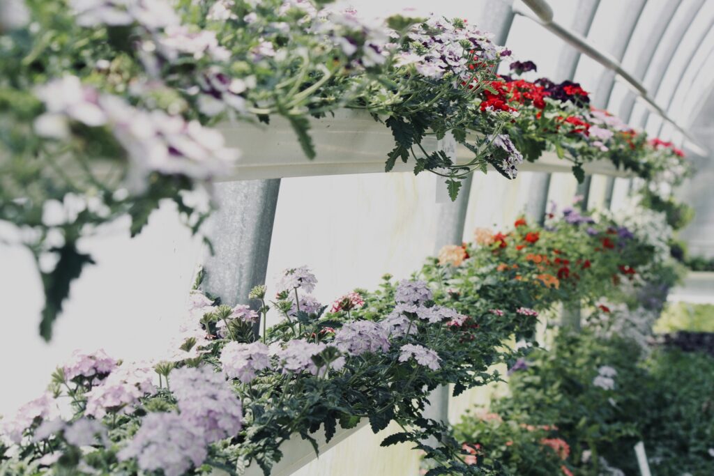 Window boxes filled with flowers