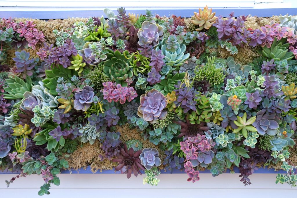 Succulent living wall 