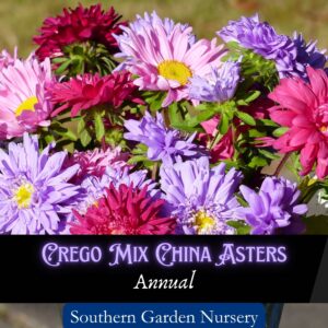 China Asters Cut flower display