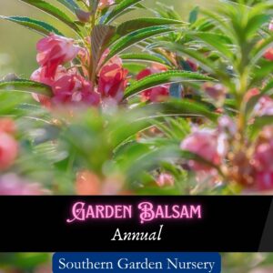 Garden Balsam, Touch Me Not seeds