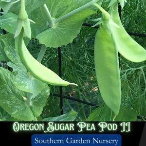 Oregon Sugar Pod II Snow Peas, Heirloom Snow Pea seeds