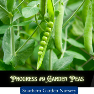 Progress 9 pea seeds, Progress 9 garden peas, shelling peas