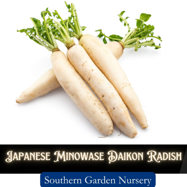 Daikon radish seeds, Japanese radish seeds, tillage radish