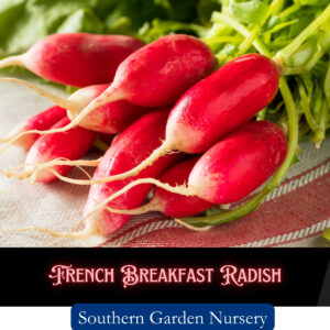 French breakfast radish seeds