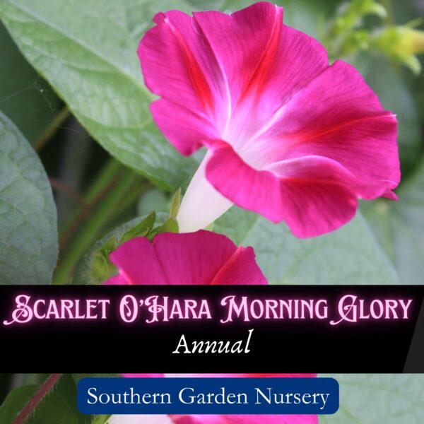 Scarlet O'Hara morning glory, Ipomea nil, pink morning glory flower seeds