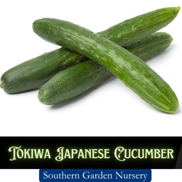 Tokiwa Japanese Cucumbers, Tokyo Green Cucumbers