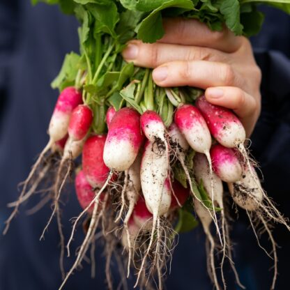 French Breakfast Radish Seeds / Raphanus sativus 'French Breakfast' - Image 8
