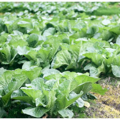 Japanese Minowase Daikon Radish / Raphanus sativus var. longipinnatus - Image 3