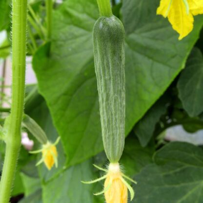 Tokiwa Japanese Cucumber Seeds / Tokyo Green Cucumber - Image 6