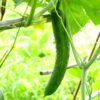 Tokiwa Japanese Cucumber Seeds, Tokyo Green Cucumber - Image 7