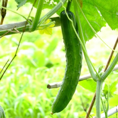 Tokiwa Japanese Cucumber Seeds / Tokyo Green Cucumber - Image 7