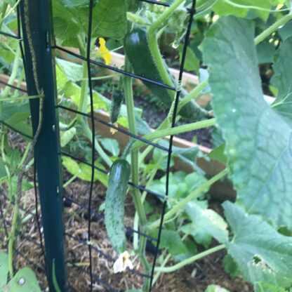 Tokiwa Japanese Cucumber Seeds / Tokyo Green Cucumber - Image 8