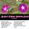 Scarlet O'Hara Morning Glory, Ipomea nil - Image 2