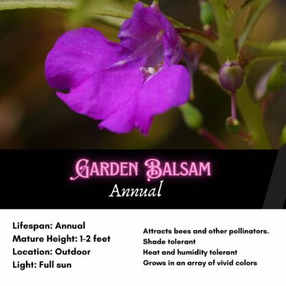 Touch-Me-Not Garden Balsam Seeds / Impatiens balsamina - Image 2
